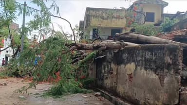 लोहरदगा: लोहरदगा सदर अस्पताल में तेज आंधी से विशालकाय पेड़ उखड़ा, सड़क पर गिरा, बड़ा हादसा टला