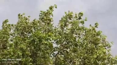 कुडू: कुडू प्रखंड में तेज आंधी-तूफान और मूसलाधार बारिश से तबाही, दर्जनों पेड़ और बिजली के खंभे गिरे, फसलों को भारी नुकसान