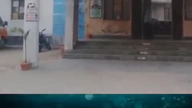 विभूतिपुर: भरपुरा पटपरा में आवारा कुत्तों के हमले में 5 वर्षीय बालक घायल, इलाज जारी