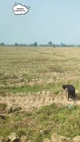 Dariya pur mandir tola me sankar paswan eack bejuban bakri ko markar gor tor diya #news #desi news