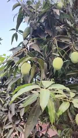 अपने आम के पेड़ मे आम ही आम...