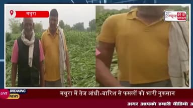 मथुरा में बेमौसम बारिश और आंधी-तूफान से फसलों को भारी नुकसान, प्रशासन ने शुरू किया सर्वे
#मथुरा #बेमौसम #बारिश #आंधी