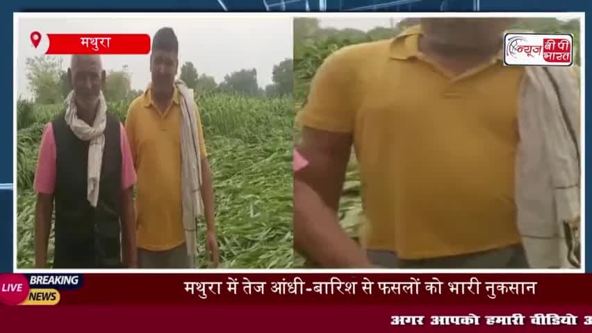 मथुरा में बेमौसम बारिश और आंधी-तूफान से फसलों को भारी नुकसान, प्रशासन ने शुरू किया सर्वे
#मथुरा #बेमौसम #बारिश #आंधी