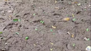 अमरोहा: अमरोहा जिले में तेज हवा के साथ बारिश ने आम की फसल को किया भारी नुकसान, व्यापारी परेशान