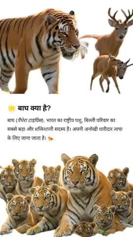 बाघ ने दिखाई दहाड़: जंगल में फिर से बढ़ी हलचल  #बाघ_की_दहाड़
#जंगल_की_खबर
#वन्यजीव
#टाइगर_न्यूज़
#प्रकृति_की_गूंज