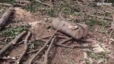 बीसलपुर।दियोहना में लकड़ी माफिया द्वारा आम के फलदार हरे वृक्ष पर चलाया गया आरा, सामाजिक वानिकी ने कार्रवाई करने को कहा।