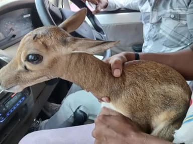 इछावर: इछावर में मिला हिरण का बच्चा, वन विभाग की टीम ने जंगल में छोड़ा, झुंड से बिछड़ गया था बच्चा