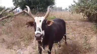 नौगावां सादात: नौगांवा तहसील क्षेत्र में किसान आवारा पशु से परेशान, भाकियू लोक शक्ति ने दी आंदोलन की चेतावनी #jansamasya