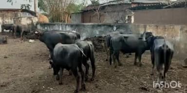 गोहपारु: गोहपारू पुलिस ने 17 नग मावेशियों के अवैध परिवहन के आरोप में दो लोगों को पकड़ा, पशु क्रूरता अधिनियम के तहत कार्रवाई की गई