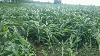 कुडू: कुडू प्रखंड में आंधी-तूफान और बारिश से भारी नुकसान, किसानों की फसलें बर्बाद, बिजली के खंभे और पेड़ गिरे