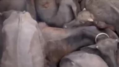 માળીયા: માળીયાના ચાર રસ્તા નજીકથી બે બોલેરોમાં કતલખાને લઈ જવાતા 18 પશુઓ સાથે ચાર ઇસમો ઝડપાયા