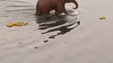 ओरमांझी: ओरमांझी के रूक्का डैम के पास जंगली हाथी देखा गया, स्थानीय लोगों में दहशत