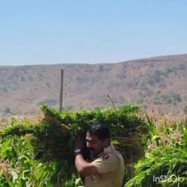 बांसवाड़ा: सुभाष नगर सामरिया गांव में मक्का और गेहूं की फसल में अवैध गाजे की खेती के मामले में दो फरार आरोपी गिरफ्तार