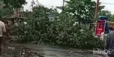 सोहागपुर: तेज आंधी-तूफान से सोहागपुर के पास पुराना पेड़ गिरा, आवागमन बाधित