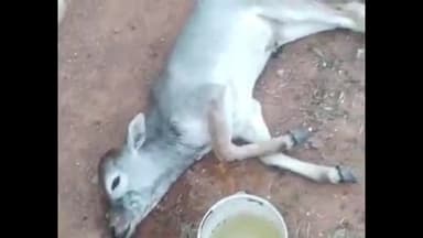 सोहागपुर: केंद्रीय विद्यालय के पास अज्ञात वाहन की टक्कर से बछड़ा घायल, गौ सेवकों ने किया उपचार और गौशाला में शिफ्ट