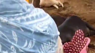 कोल: मडराक में आंधी से टूटा हाई टेंशन लाइन का तार, किसान की 4 भैंस और 1 गाय की हुई मौत, परिवार में मचा कोहराम