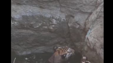 चांद: ग्राम दावाझिर में कुएं में गिरा बाघ, वन विभाग की टीम कर रही है बचाव