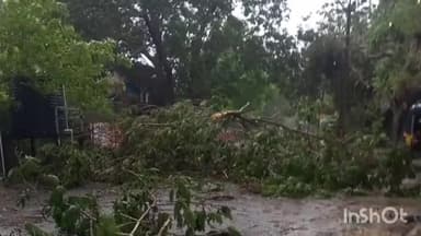 पालघर: सफाळे परिसरात रस्त्यावर कोसळले भले मोठी झाड