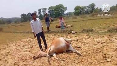 तमाड़ 1: चलाडीह और जेगोडकाई के बीच 11000 बिजली तार के संपर्क में आने से तीन बैलों की मौत