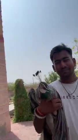 पाती घायल राष्ट्रीय पक्षी मोर को उपचार के लिए वायद होसपीटल पहुंचाया गया डोक्टर श्री कन्हैयालाल जी राणा को किया सुपुर्द