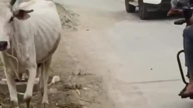 कोल: जवां ,  आवारा गोवंश से है क्षेत्रवासी व किसान परेशान #Jansamasya