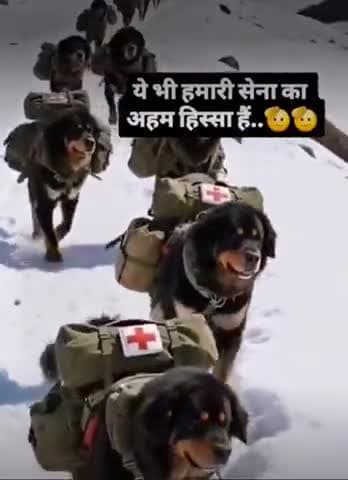 ये भी हमारे सेना के अहम हिस्सा है !

जय हिंद की सेना 🇮🇳#IndianArmy #IndiaPakistanTension #Kupwara #oprationsindoor