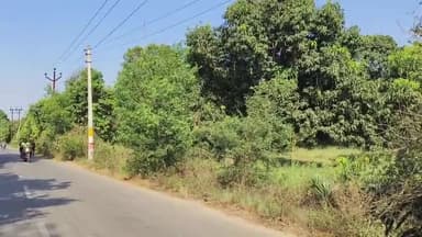 अमरोहा: अमरोहा कांठ बाईपास पर कार सवार युवक को दिखाई दिया तेंदुआ, दहशत का माहौल