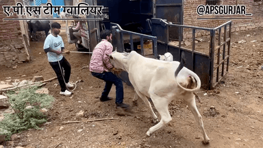 थोडा बच गया नही तो आज बहुत बड़ा हादसा हो सकता था  Respect Girls help. Poor help animals #apsgurjar #help #cow