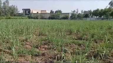 नौगावां सादात: नौगांवा तहसील क्षेत्र में बिजली विभाग से किसान परेशान, भाकियू जिला अध्यक्ष ने की प्रेस वार्ता