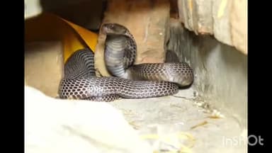 सिरोंज: लटेरी रोड पर स्थित मकान से सर्प मित्र परवेज ने जहरीले सांप को रेस्क्यू किया, सुरक्षित जंगल में छोड़ा