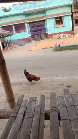 katil murgi #newsdjdkdkdjhtkfndndkskdyzu exe zee dndnndnrbensdukDz laglo drlrgtidndbdddndjdvfdjndbdvdkddbfvfdksbdhdhdhhb