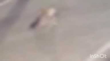 बड़गांव: शोभागपुरा में दर्दनाक हादसा: वाहन की चपेट में आए दो मासूम पिल्ले, मौके पर ही हुई मौत, पशु प्रेमियों में उबाल