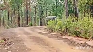 उदयपुर धरमजयगढ़: आमगांव के पास रिहायशी इलाके के नजदीक पहुंचे जंगली हाथी को ग्रामीणों ने भगाया