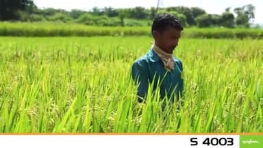 #लंबी बाली ज्यादा धान,खुलेगी किस्मत बढ़ेगा मान। सिंजेंटा NK शंकर धान- S 4003 दो नंबर खेत के लिए उपयुक्त, खाने में उत्तम#