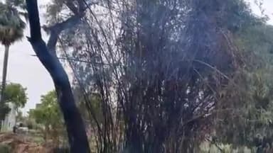 सिराथू: काली माता मंदिर के पास लगी भीषण आग में कई पेड़ जले, बस्ती के करीब होने से मची हलचल, फायर टीम ने पाया आग पर काबू