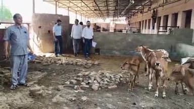 अनूपगढ़: तहसीलदार श्रीवर्धन शर्मा ने श्री गौशाला सहित 11 गौशालाओं का किया औचक निरीक्षण