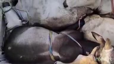 रॉबर्ट्सगंज: फिल्मी स्टाइल में रायपुर पुलिस टीम पर पशु तस्करों ने की फायरिंग, 3 थानों की फोर्स ने 7 पशुओं को बचाया