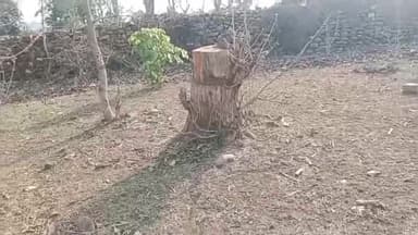 रैपुरा: पीटीआर के नहरी व बगोंहा में लकड़ी माफियाओं का तांडव, दर्जनों सागोन के पेड़ काटे, फील्ड डायरेक्टर बोलीं- जांच जारी