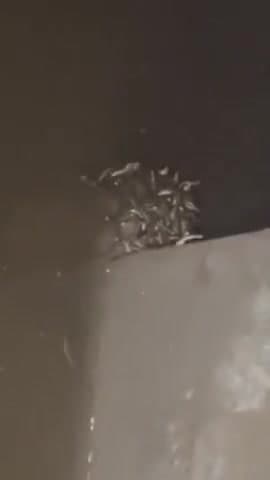 यूपी के महराजगंज के एक घर के शौचालय की टंकी में 70 से अधिक सांपों का बसेरा वीडियो में सांपों को उड़ते टाइप तैरते और लड़ते