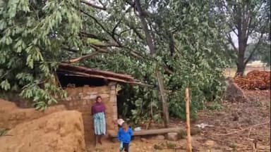 सेन्हा: लोहरदगा: बक्शीडीपा ढोडा टोली में तूफान से मकान पर गिरा पीपल का पेड़, परिवार बेघर, प्रशासन से राहत की गुहार