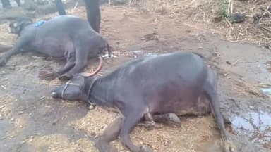 अंबड: तालुक्यातील लालवाडी आणि रोहीलागड परिसरात वीज पडून ३ जनावरे दगावली, शेतकऱ्याची मदतीची प्रशासनाकडे मागणी