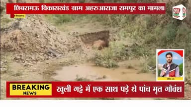 छिबरामऊ तहसील क्षेत्र के ग्राम अहरुआ राजा रामपुर में खुले गद्दे में पड़े मिले मृत गौवंश #Kannaujnews