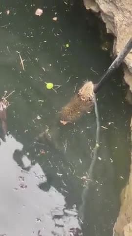 इंदौर वन विभाग के अंतर्गत  दतोदा गांव के कुएं में तेंदुआ गिरा राला मण्डल की रेस्क्यु  टीम  ने 1 घण्टे से भी कम समय मे नि