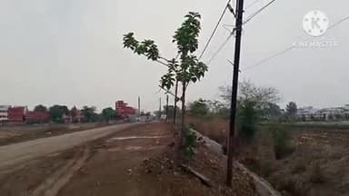 खुरई: खिमलासा रेलवे गेट के ओवरब्रिज निर्माण कार्य में लगी कंपनी पर बिना अनुमति दर्जनों हरे भरे पेड़ काटने का लगा आरोप