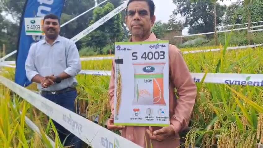 *S 4003 धान का है ए कमाल गादर चावर खेत में देता है पैदावार बेमिसाल*
जो देता है 
120 से 125 दिनों में सबसे ज्यादा उपज
लंब