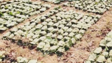 सिंगरौली: जिले में बारिश से तेंदूपत्ता तुड़ाई में व्यवधान, माड़ा-सरई क्षेत्र में तुड़ाई बंद, 95% संग्रहण हुआ