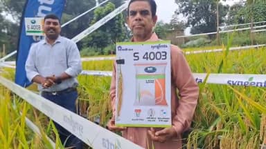 *S 4003 धान का है ए कमाल गादर चावर खेत में देता है पैदावार बेमिसाल*
जो देता है 
120 से 125 दिनों में सबसे ज्यादा उपज
लंब