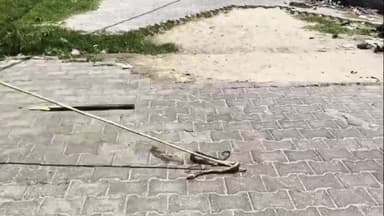 रामपुर: सोमवार को डोंगरपुर स्थित आसरा कॉलोनी में साँप निकलने से मची अफरा-तफरी, कई घंटों की मशक्कत के बाद लोगों ने पकड़कर मारा