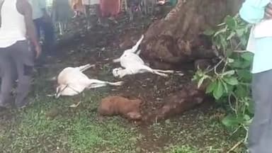 प्रभात पट्टन: राजापुर ढाना गांव में आकाशीय बिजली गिरने से 6 बकरियों की मौत