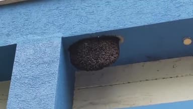 बीना: सिविल अस्पताल प्रसूति गृह में कई महीनो से लगा मधुमक्खियां का छत्ता, मरीजो को सता रहा दुर्घटना का डर 
#jansamasya